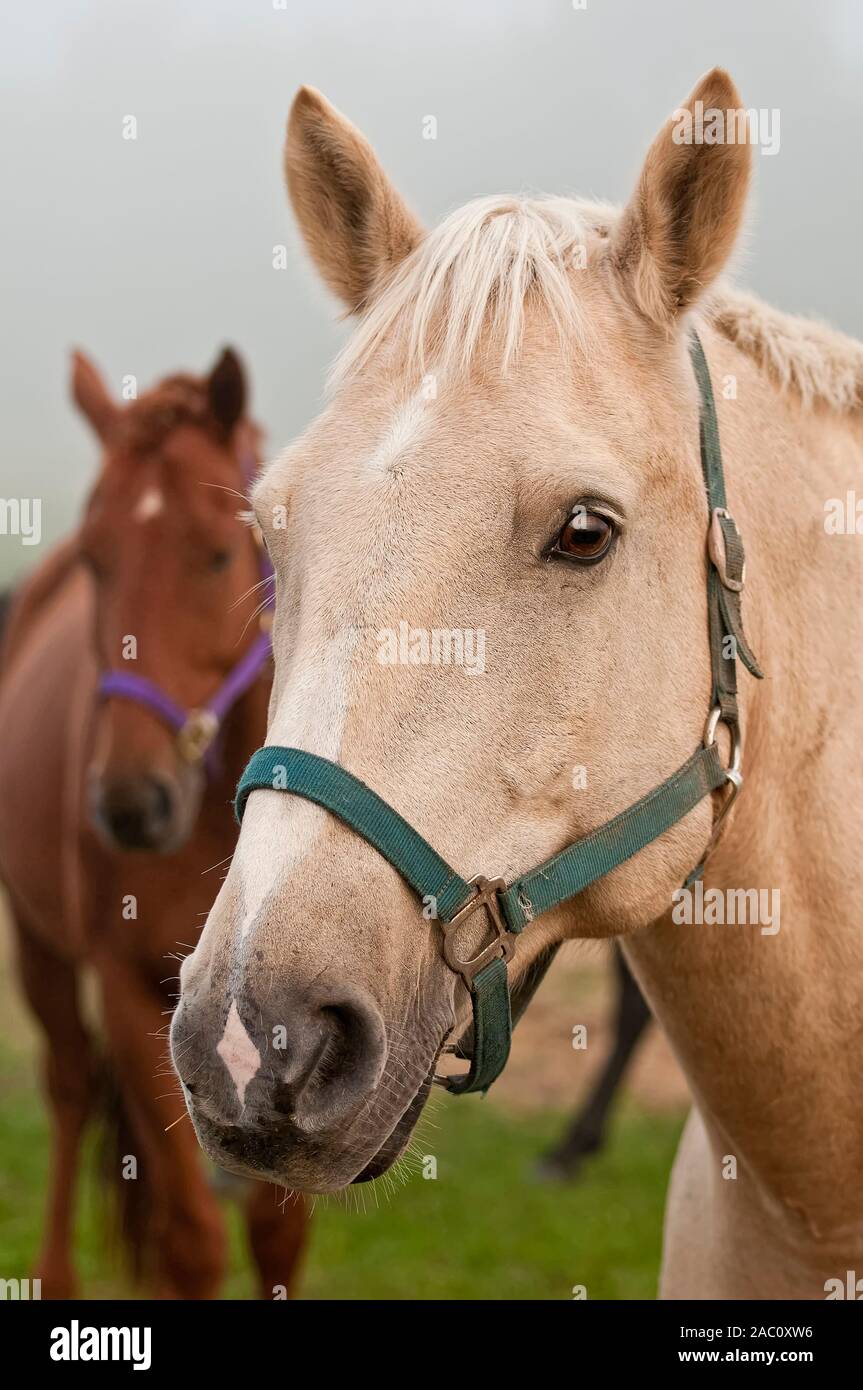 A portrait of a beige horse with a reddish brown one in behind. Stock Photo