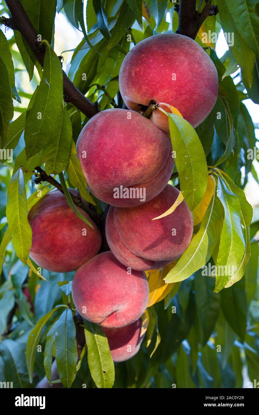 Hairy peach hi-res stock photography and images - Alamy