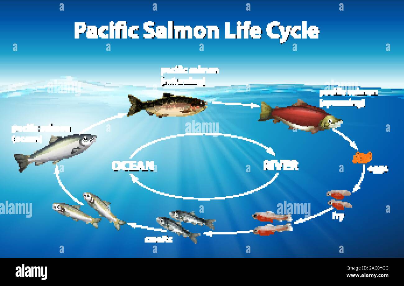 Fish Life Cycle Diagram