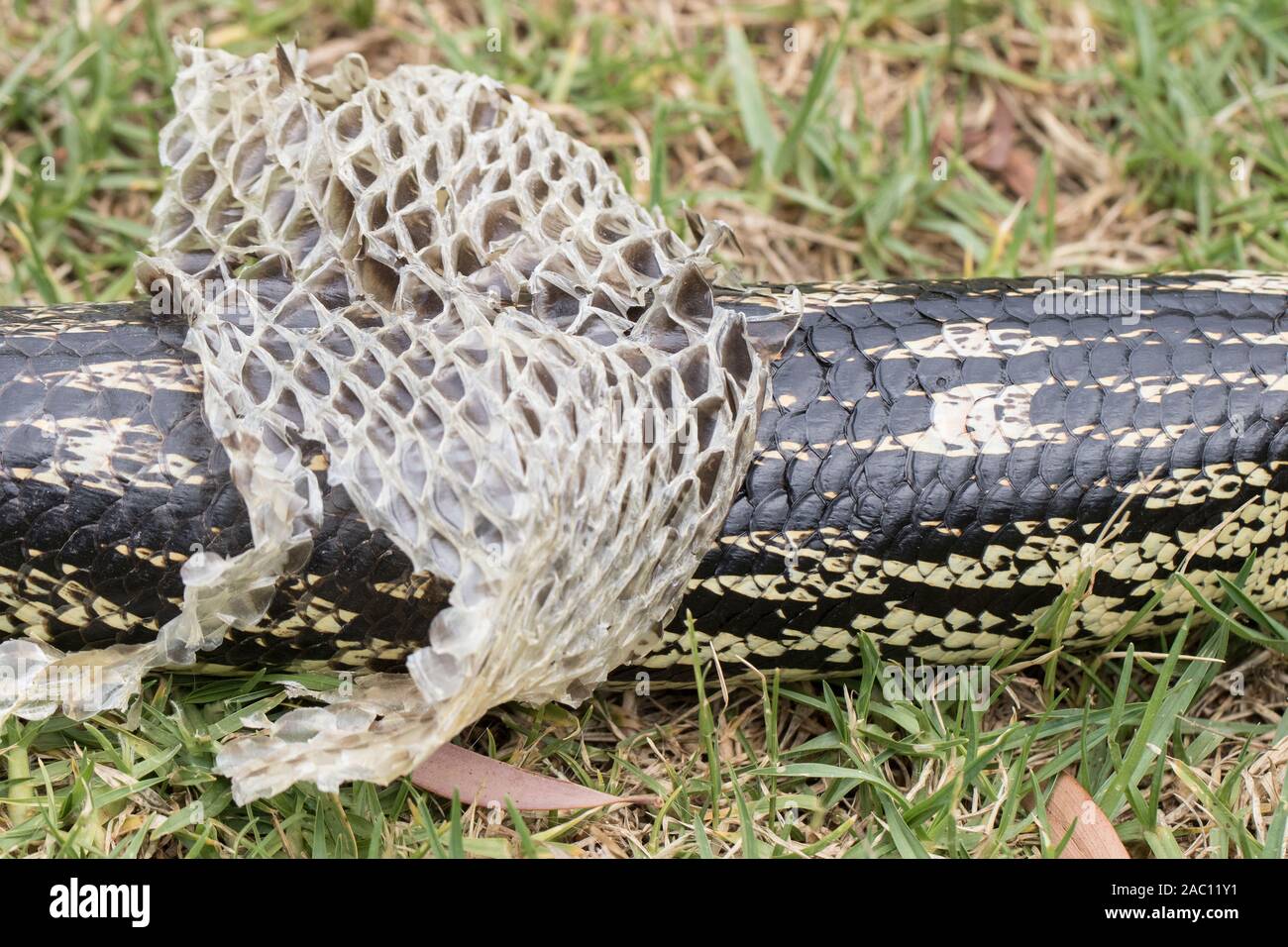 Lizard shedding skin hi-res stock photography and images - Alamy