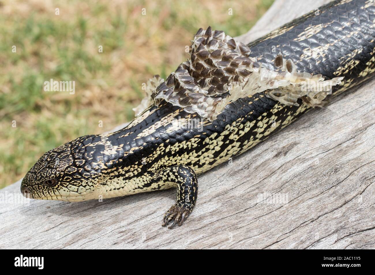 Blotched bluetongue Lizard shedding skin Stock Photo Alamy