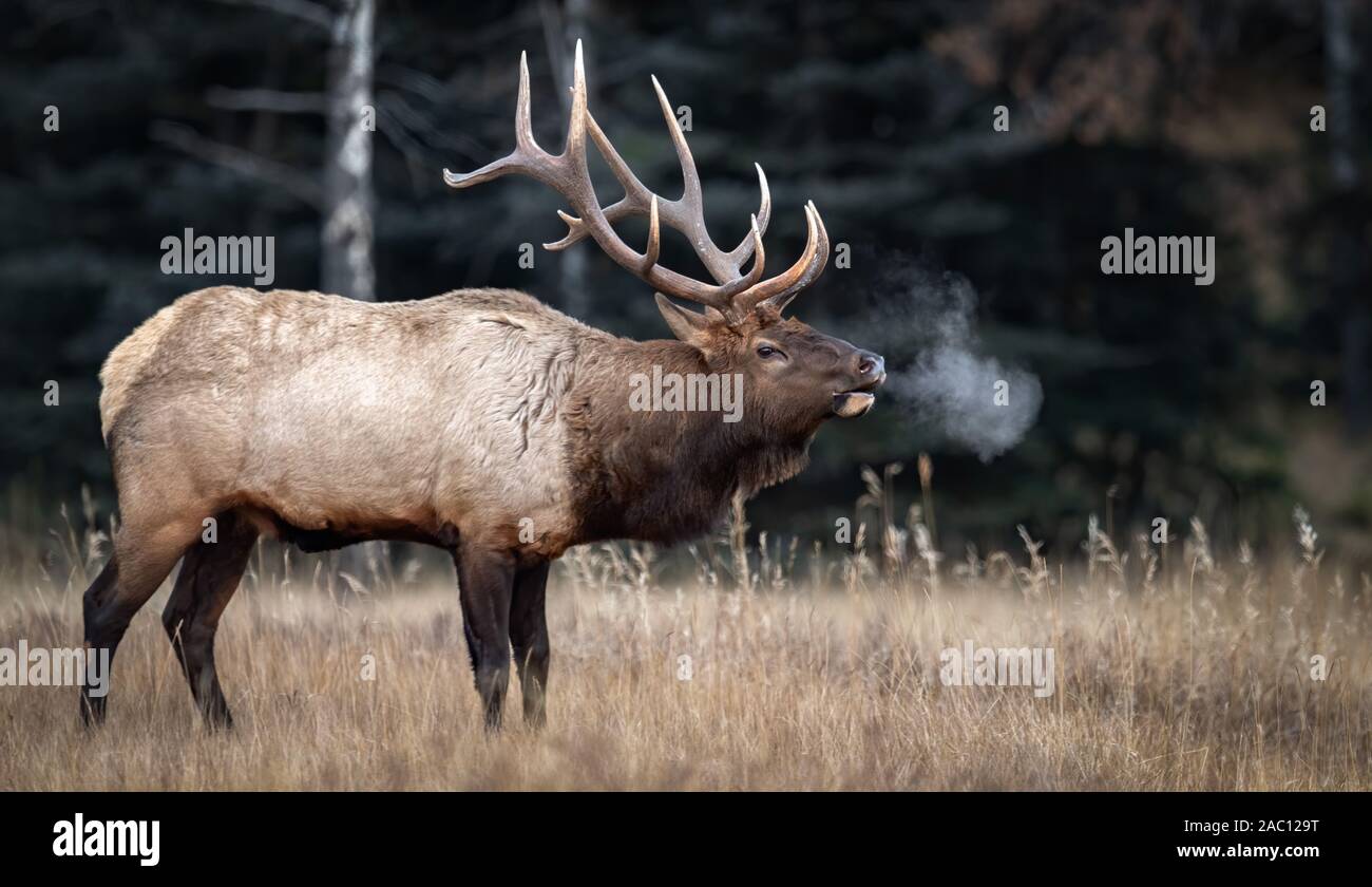 Elk in Pennsylvania Stock Photo Alamy
