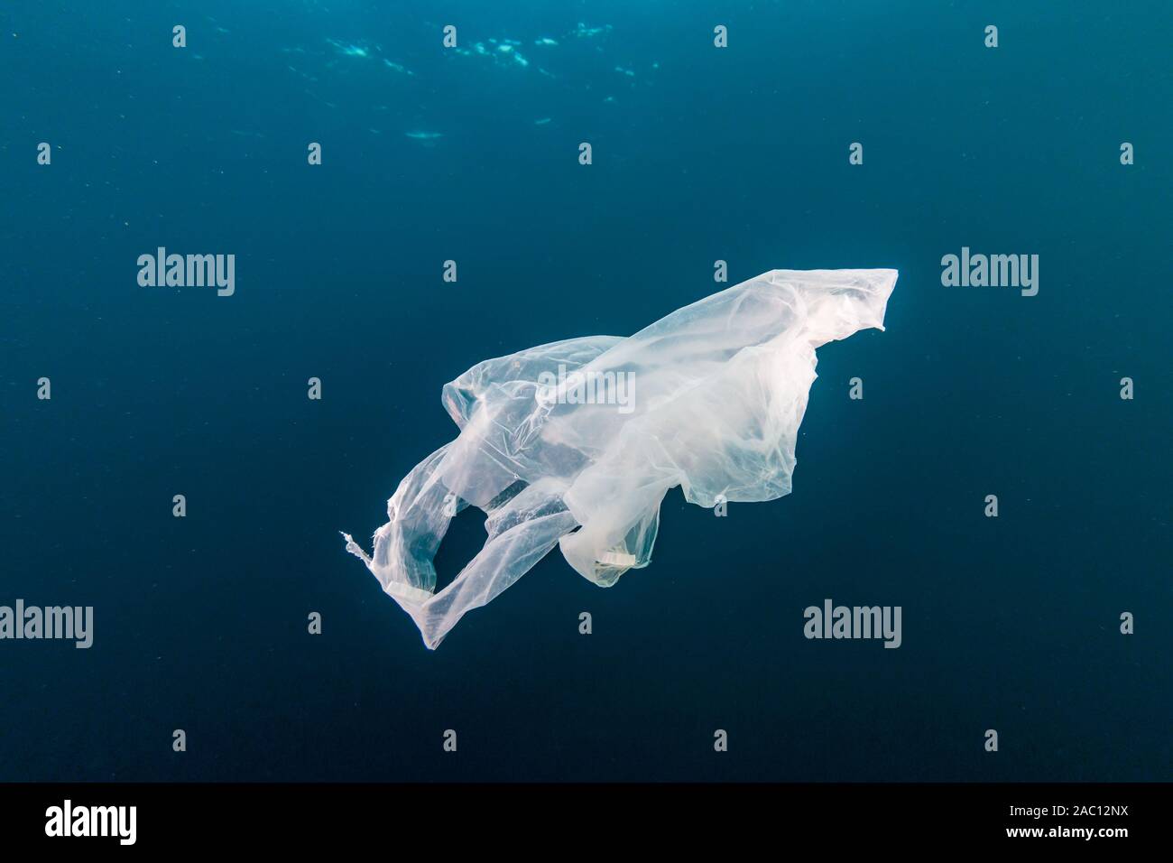 Plastic Pollution in the Ocean - A discarded plastic bag drifting underwater in a tropical ocean Stock Photo