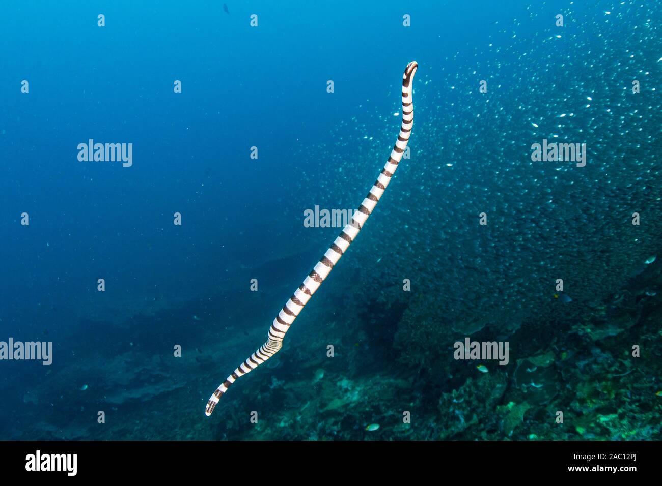 Banded Sea Snake swimming on a tropical coral reef at dusk Stock Photo