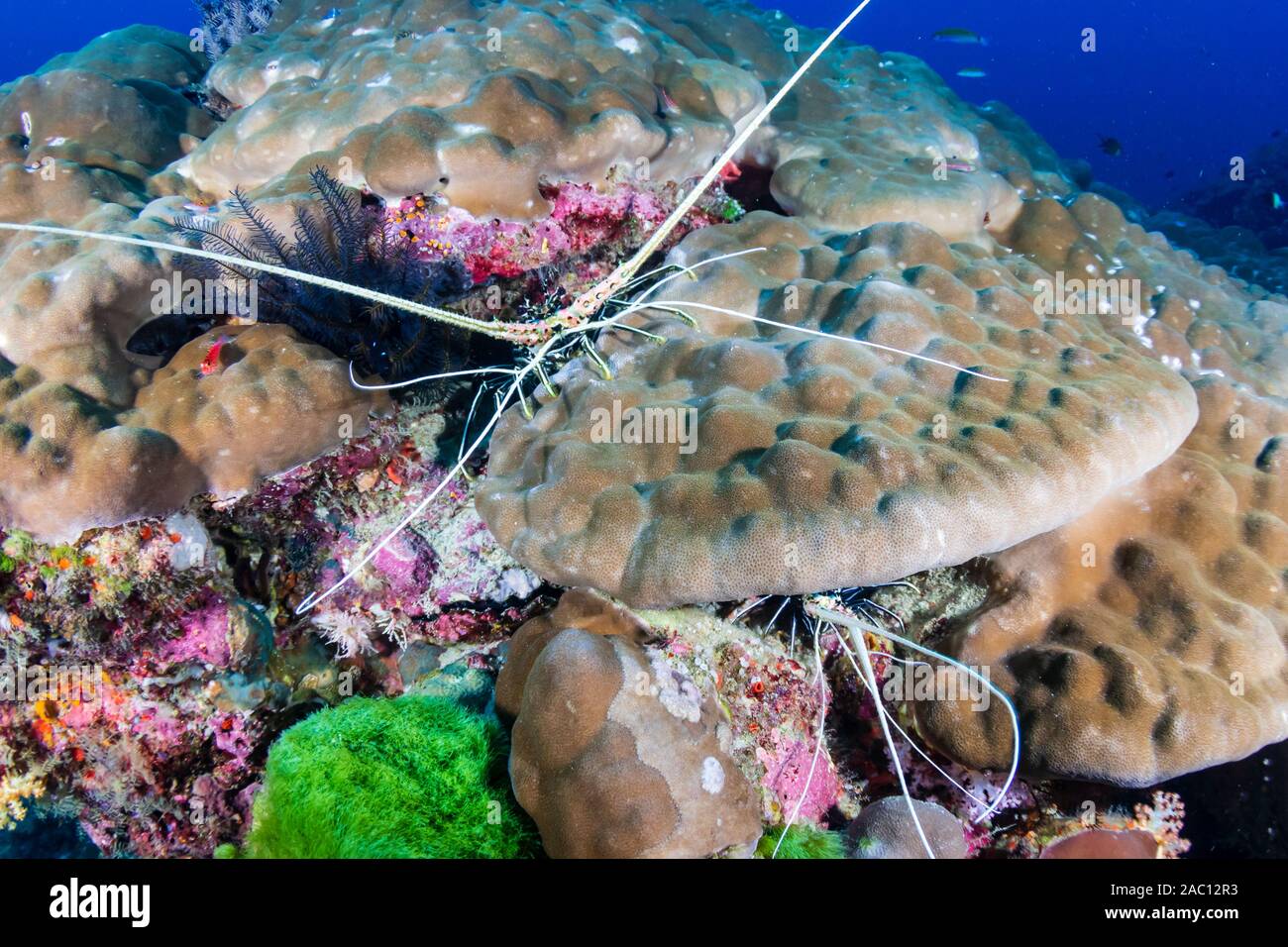 Spiny Lobster on a tropical coral reef at Koh Tachai island Stock Photo