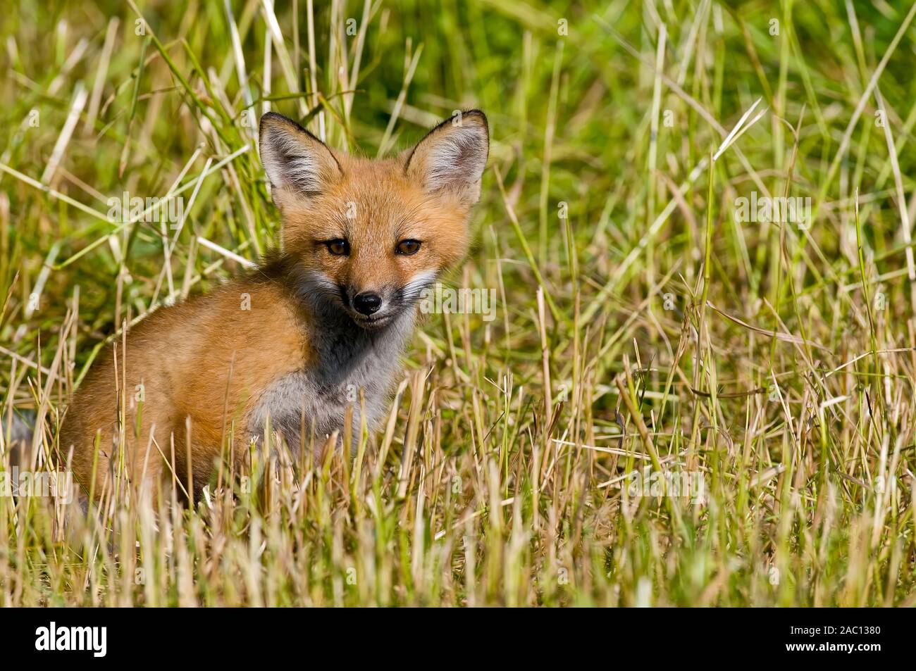 Baby Fox Kits Stock Photo - Alamy