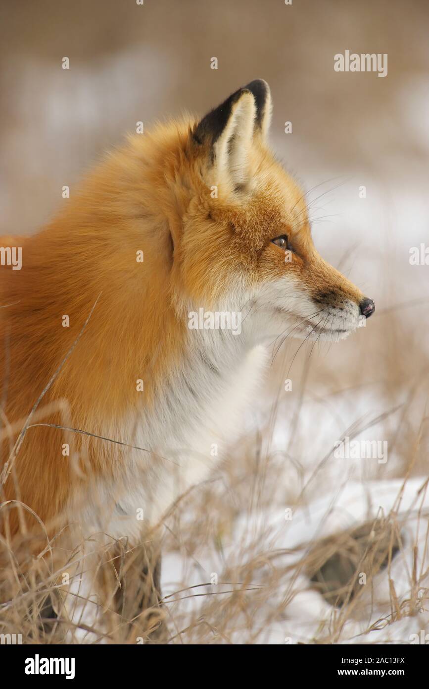 Red Fox portrait Stock Photo