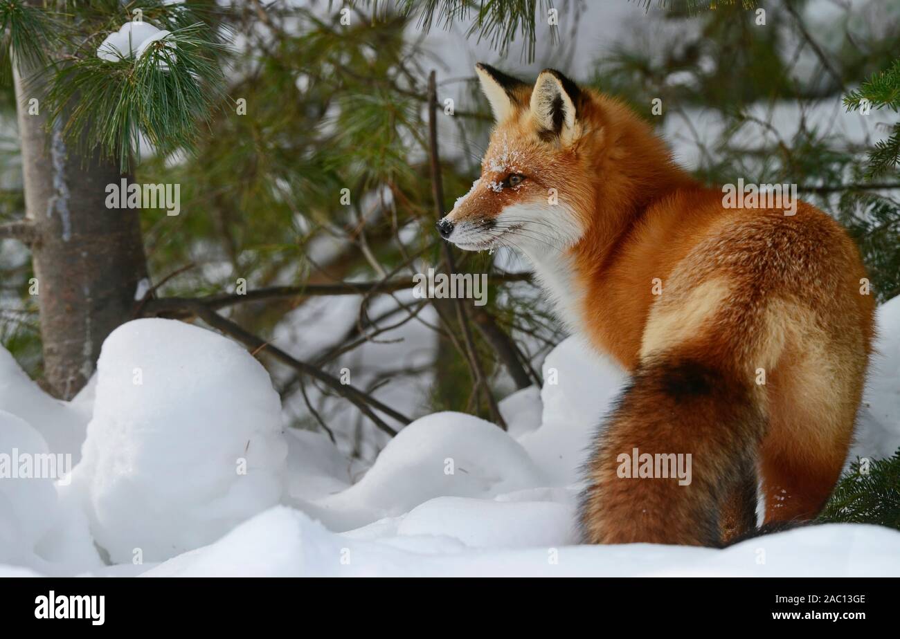 Red Fox in snow Stock Photo