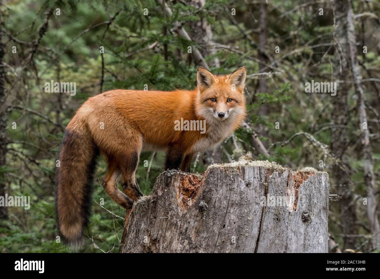 Fox On A Tree Stump Stock Photo. Image Of Tree, Animal - 141453334