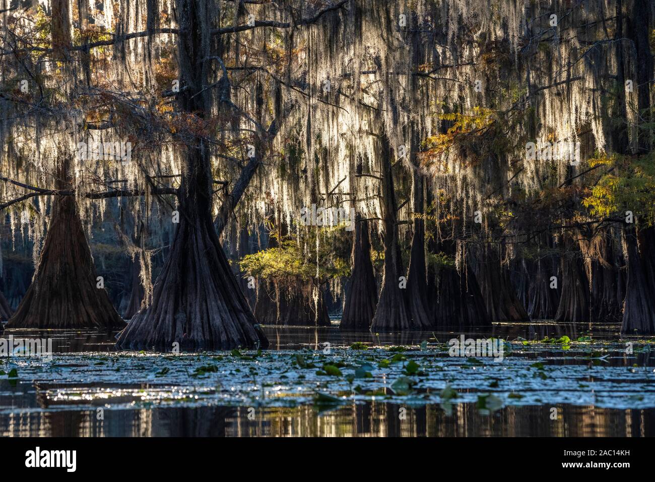 Bald cypresses (Taxodium distichum) in autumn with Spanish moss (Tillandsia usneoides), Atchafalaya Basin, Louisiana, USA Stock Photo