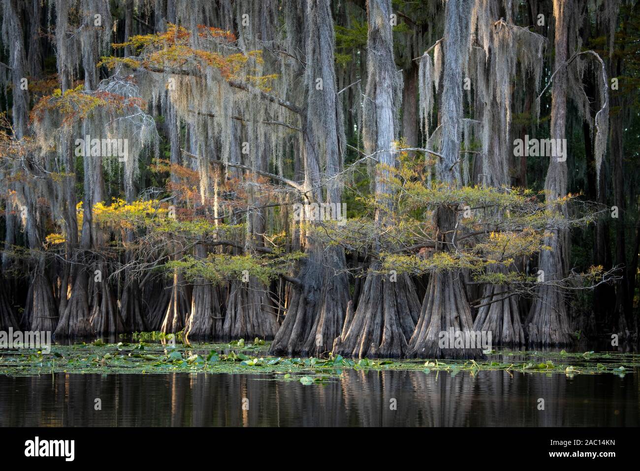 Bald cypresses (Taxodium distichum) in autumn with Spanish moss (Tillandsia usneoides), Atchafalaya Basin, Louisiana, USA Stock Photo