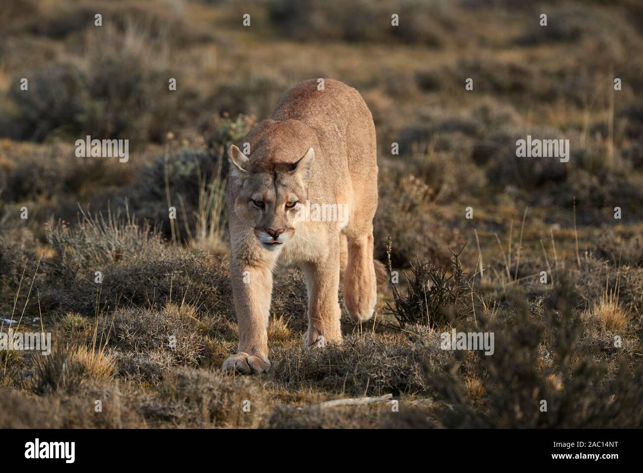 Chilean cougar hi-res stock photography and images - Alamy