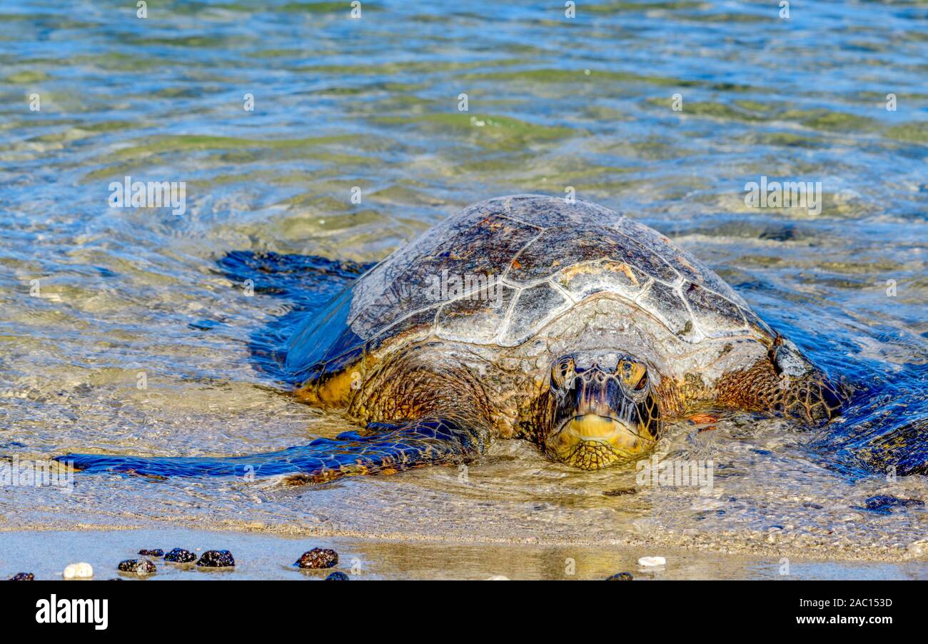 Green sea turtle (Chelonia mydas) warming on the beach in the sun Stock Photo