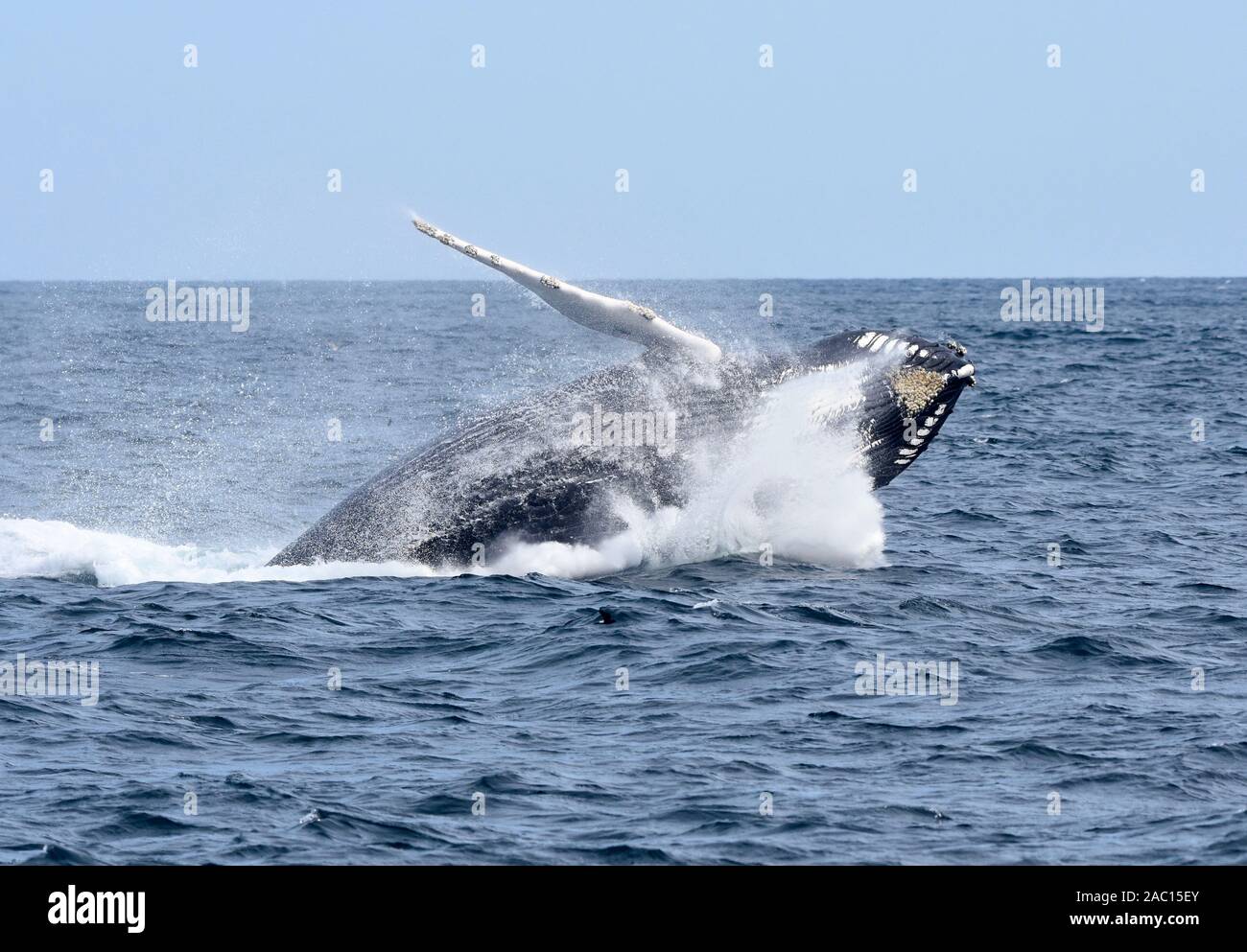 A breaching humpback whale hits the water on the way down with a big splash. (Megaptera novaeangliae) Stock Photo