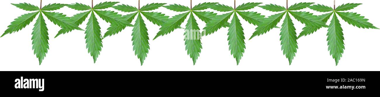 isolated on white background panorama for caps sites from green cannabis leaves, hemp leaves for top sites. Stock Photo