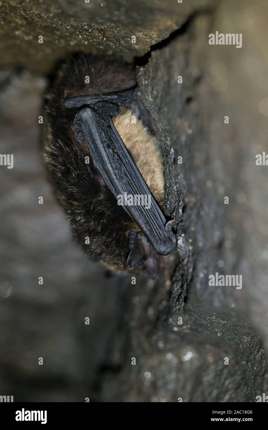 Northern bat hibernating in a cave (Eptesicus nilssoni) Stock Photo