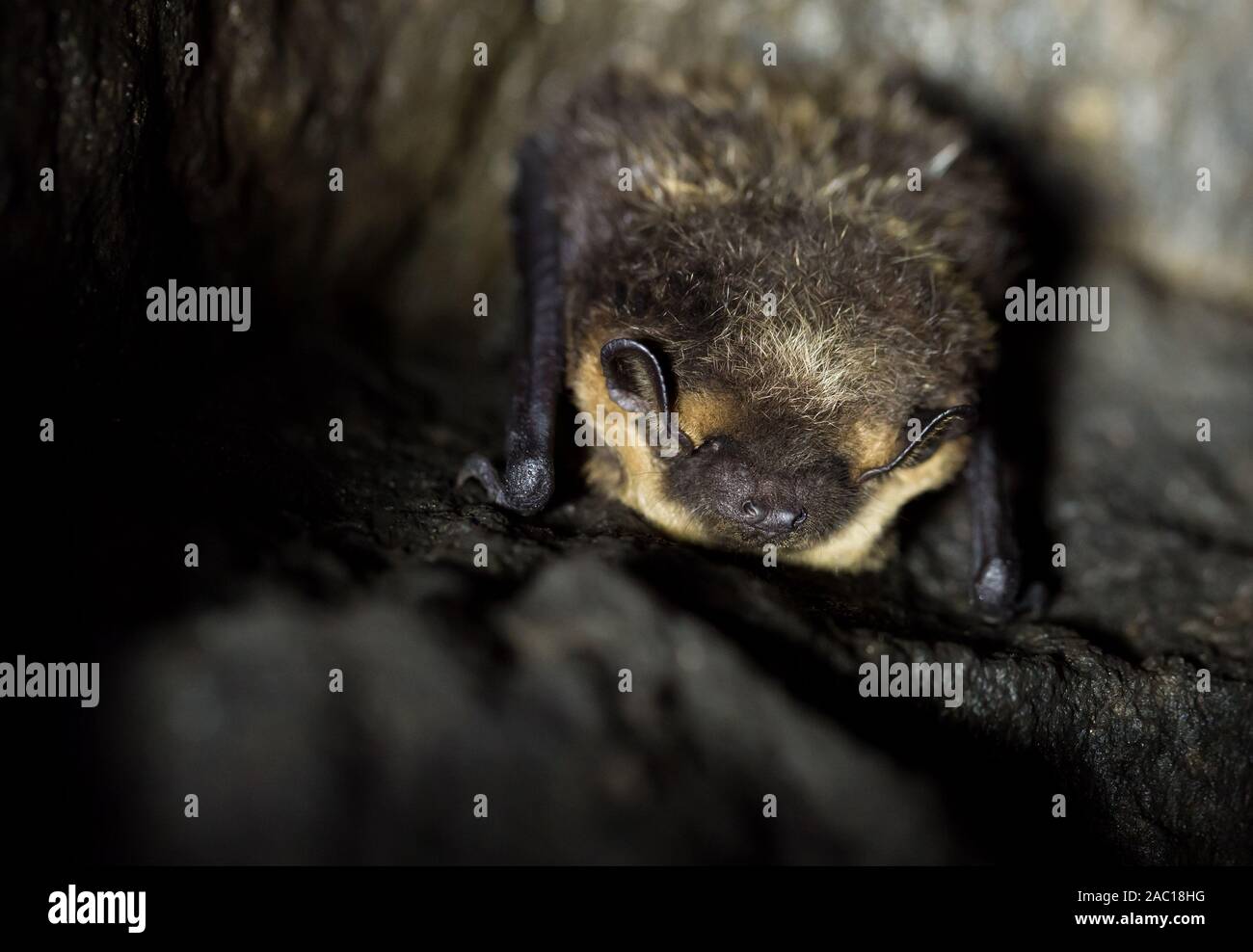 Northern bat hibernating in a cave (Eptesicus nilssoni) Stock Photo