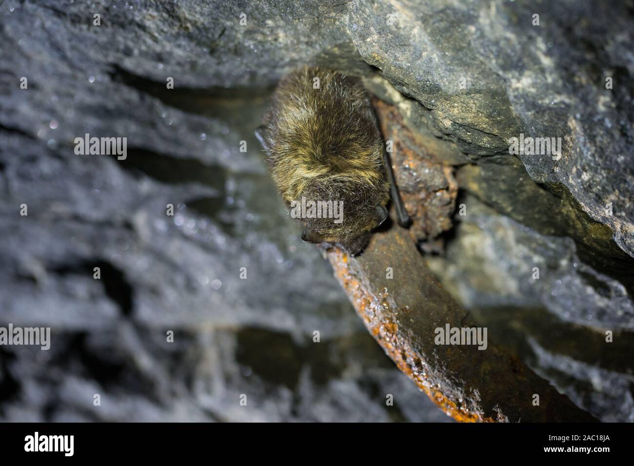 Northern bat hibernating in an old military bunker (Eptesicus nilssoni) Stock Photo