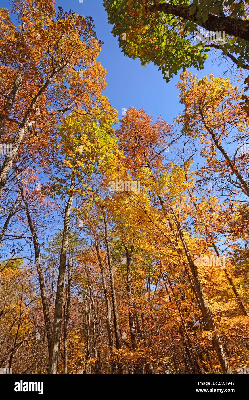 The Colors of Fall in the Tall Trees in Shenandoah National Park in