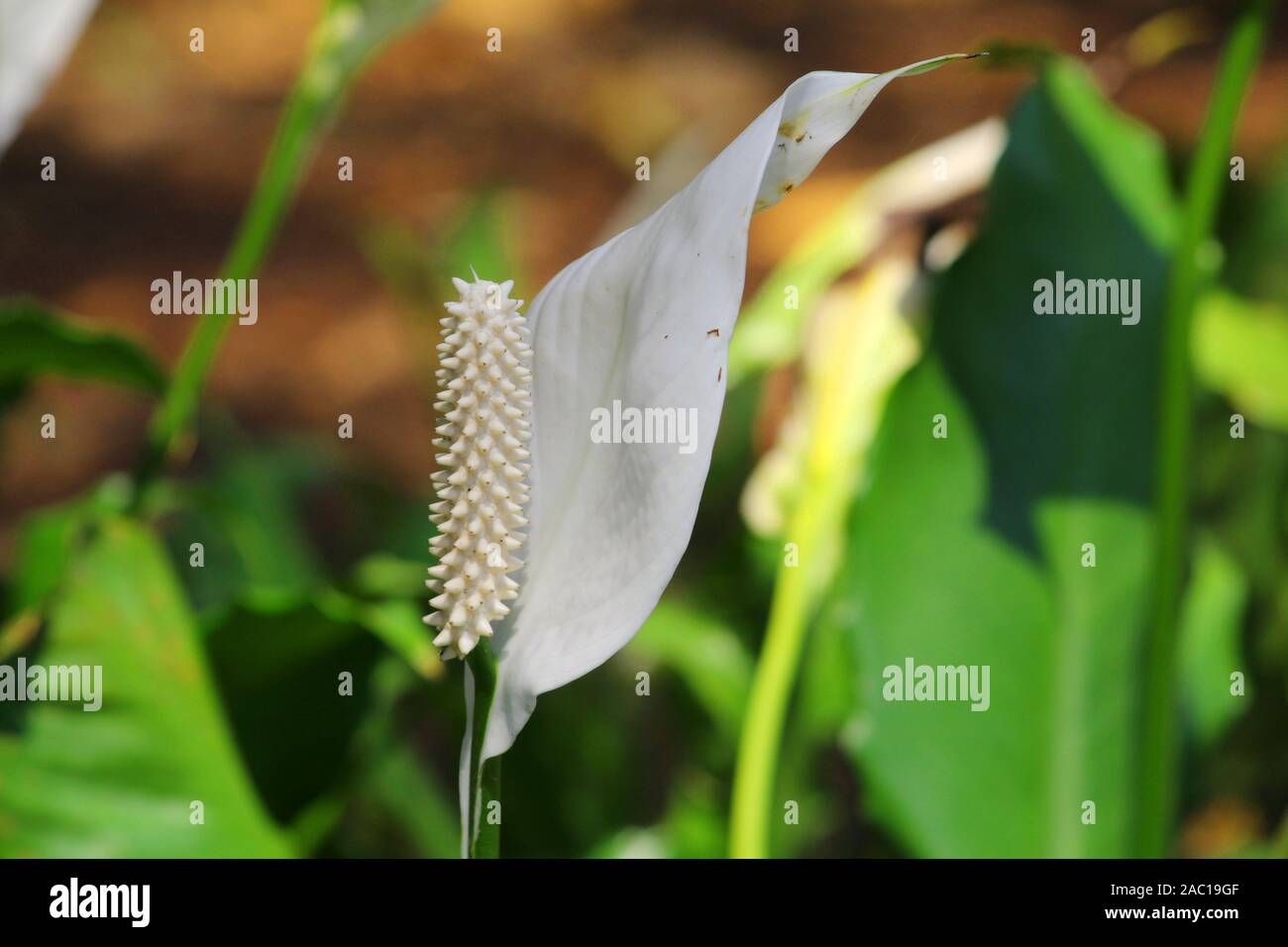 white color peace lily flower Stock Photo