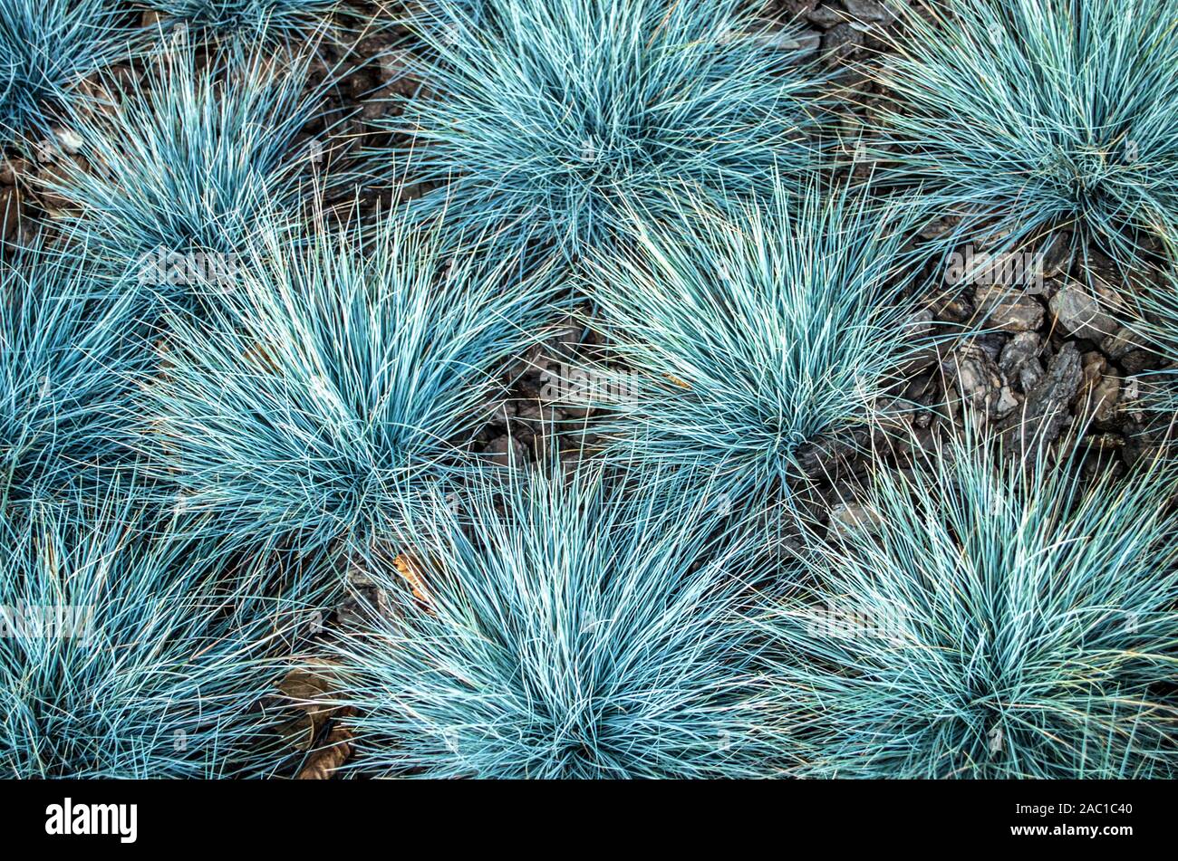 Festuca glauca blue bunting is a decorative grass. Stock Photo