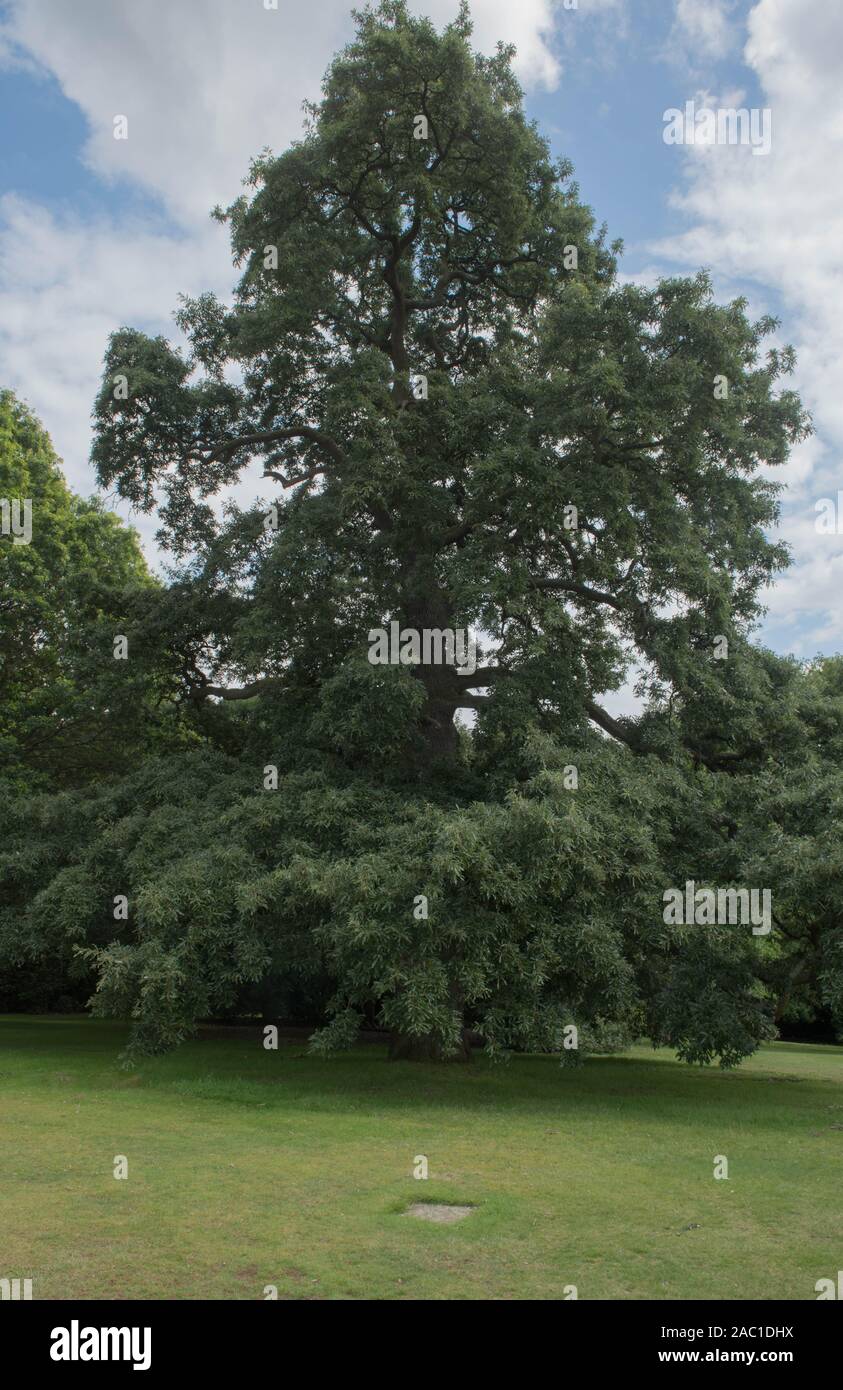Summer Foliage of the Hybrid Lucombe Oak Tree (Quercus x hispanica 'Lucombeana') in a Park Stock Photo
