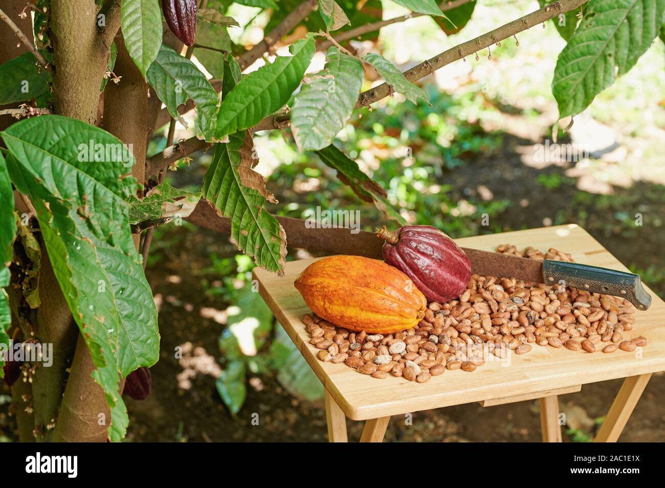 Harvest on cacao farm. Table with cocoa pods and machete Stock Photo ...