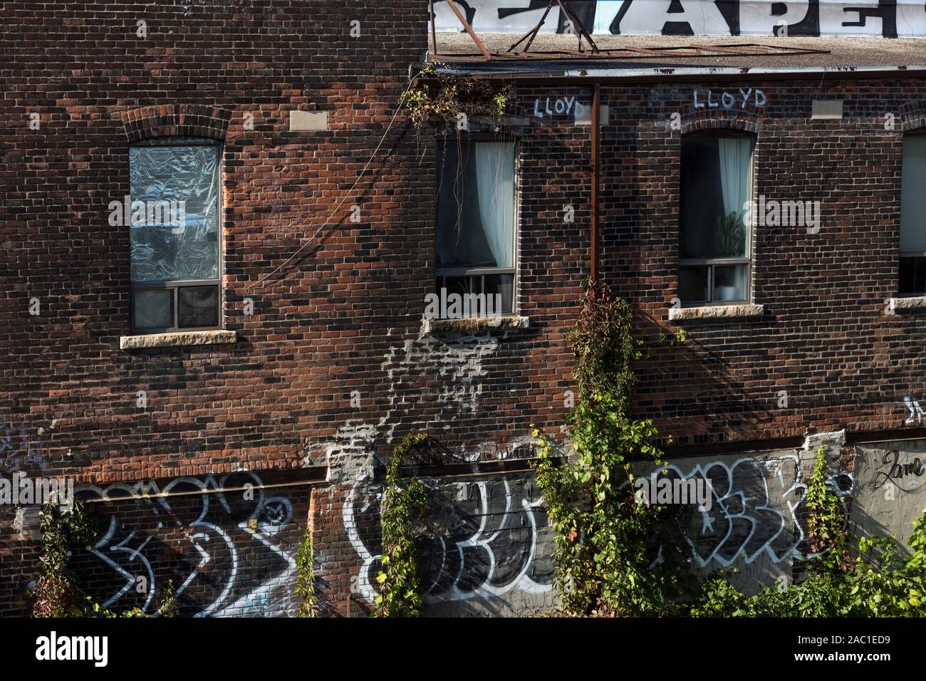 toronto city old brick building with vines and graffiti sunny weather autumn environment Stock Photo