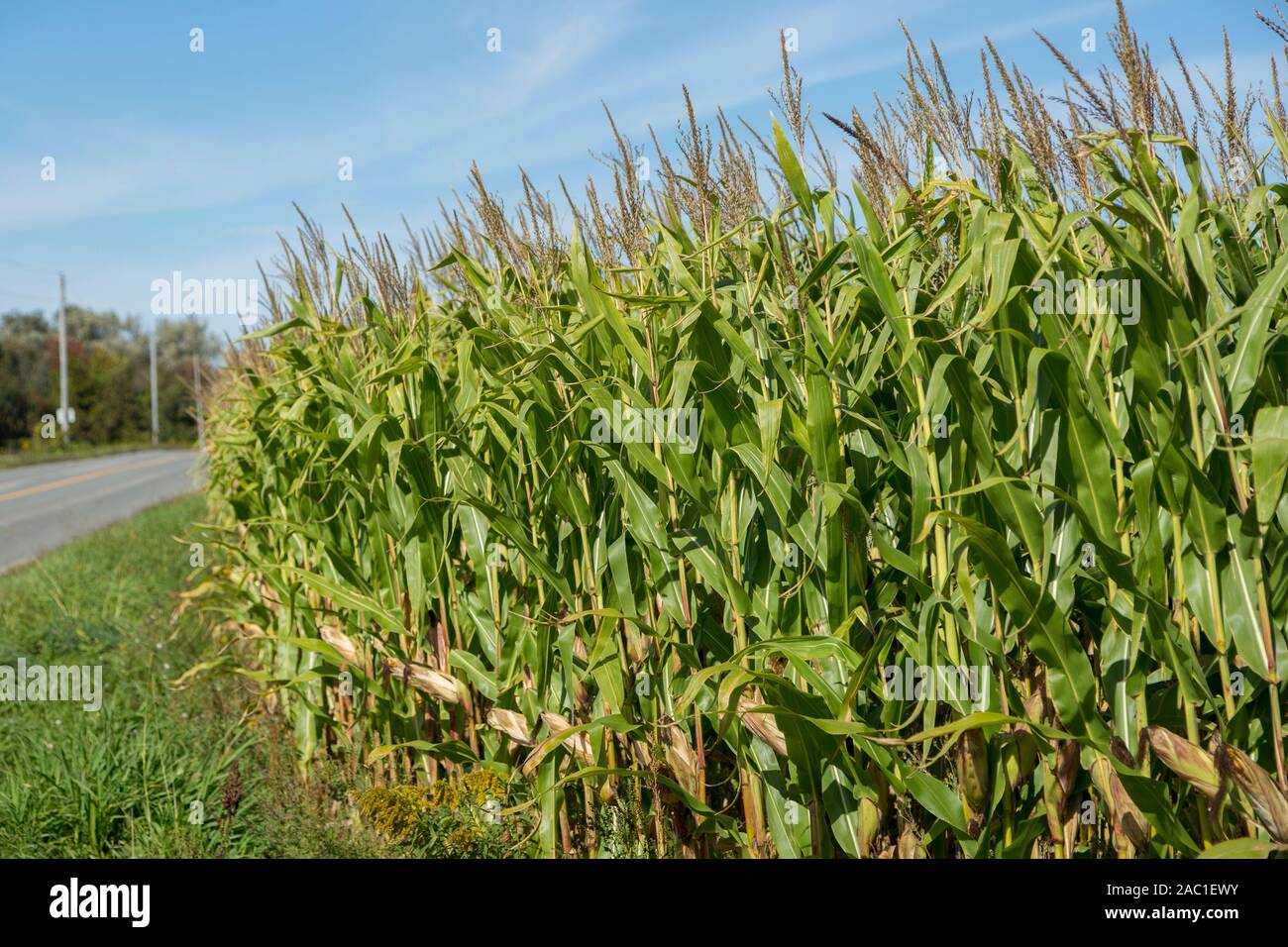 Newtonville High Resolution Stock Photography and Images Alamy