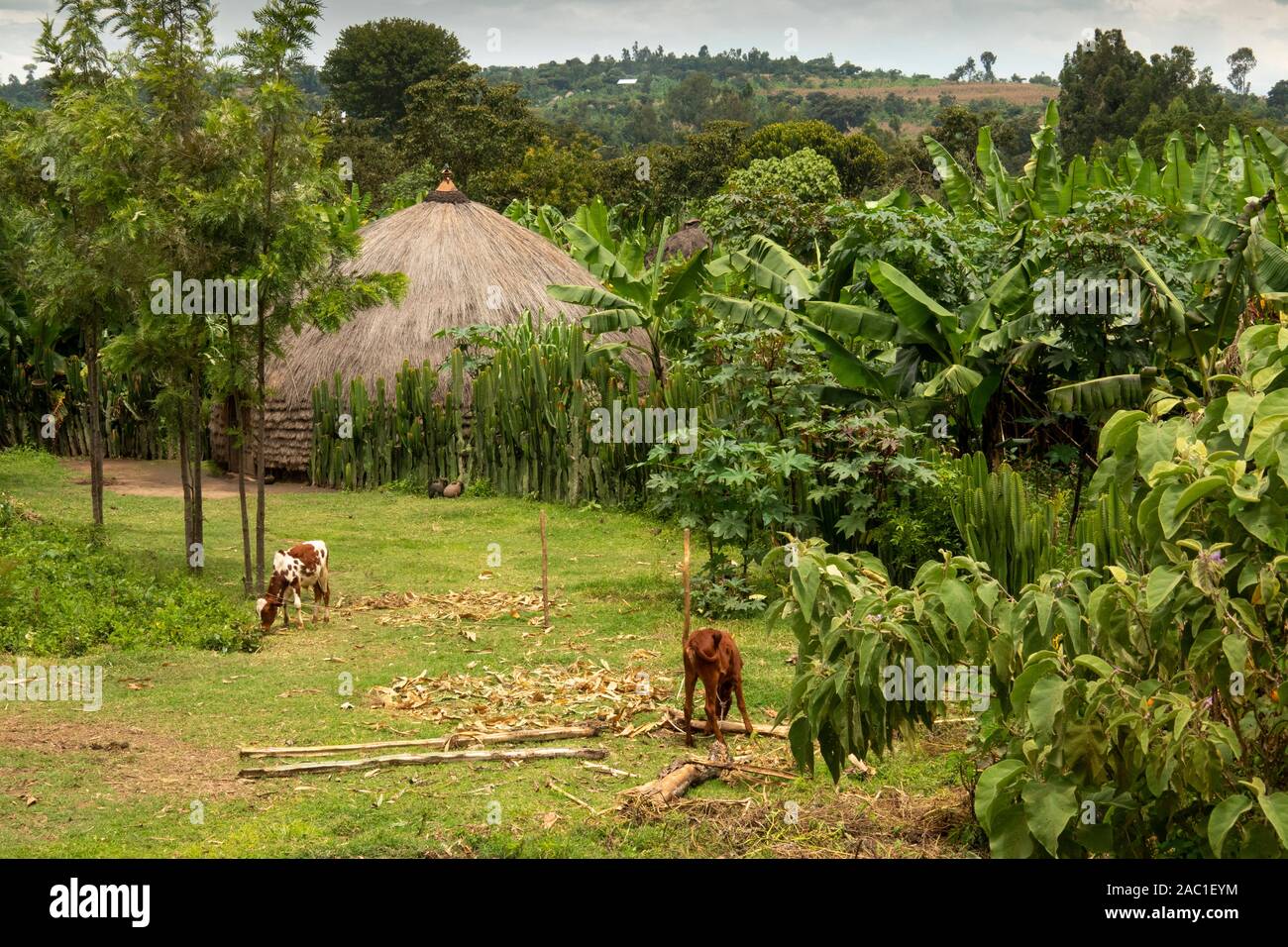Ethiopia, Rift Valley, Awasa (Hawassa), Koran Gorge, traditional house in small agricultural settlement Stock Photo