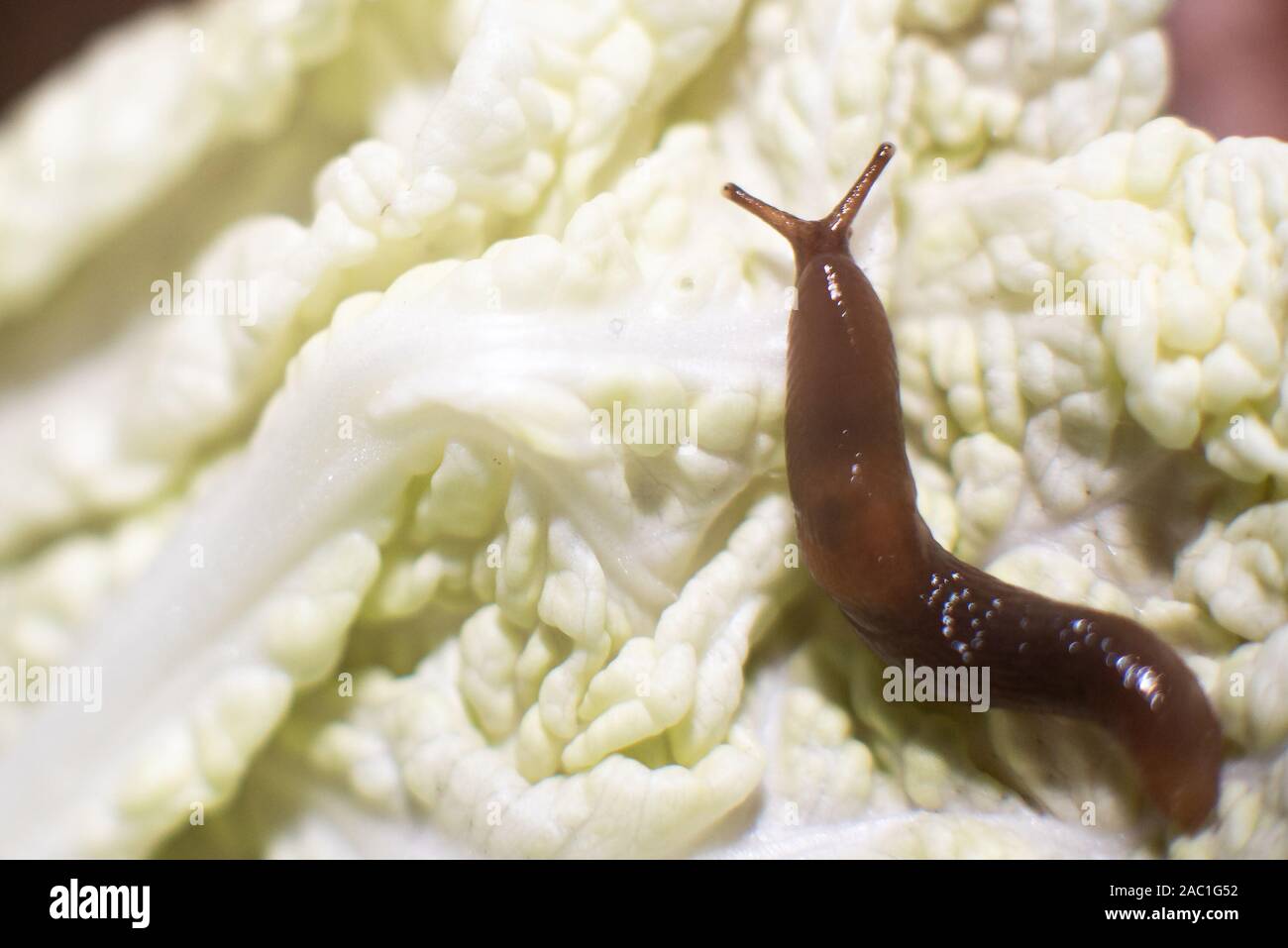 Slime on a sheet of Beijing cabbage, with the horns raised. Stock Photo