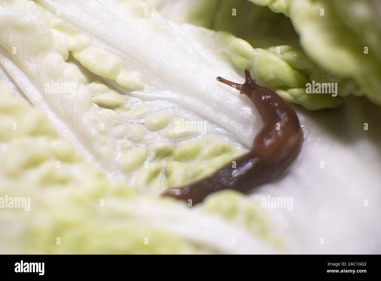 Slime on a sheet of Beijing cabbage, with the horns raised. Stock Photo