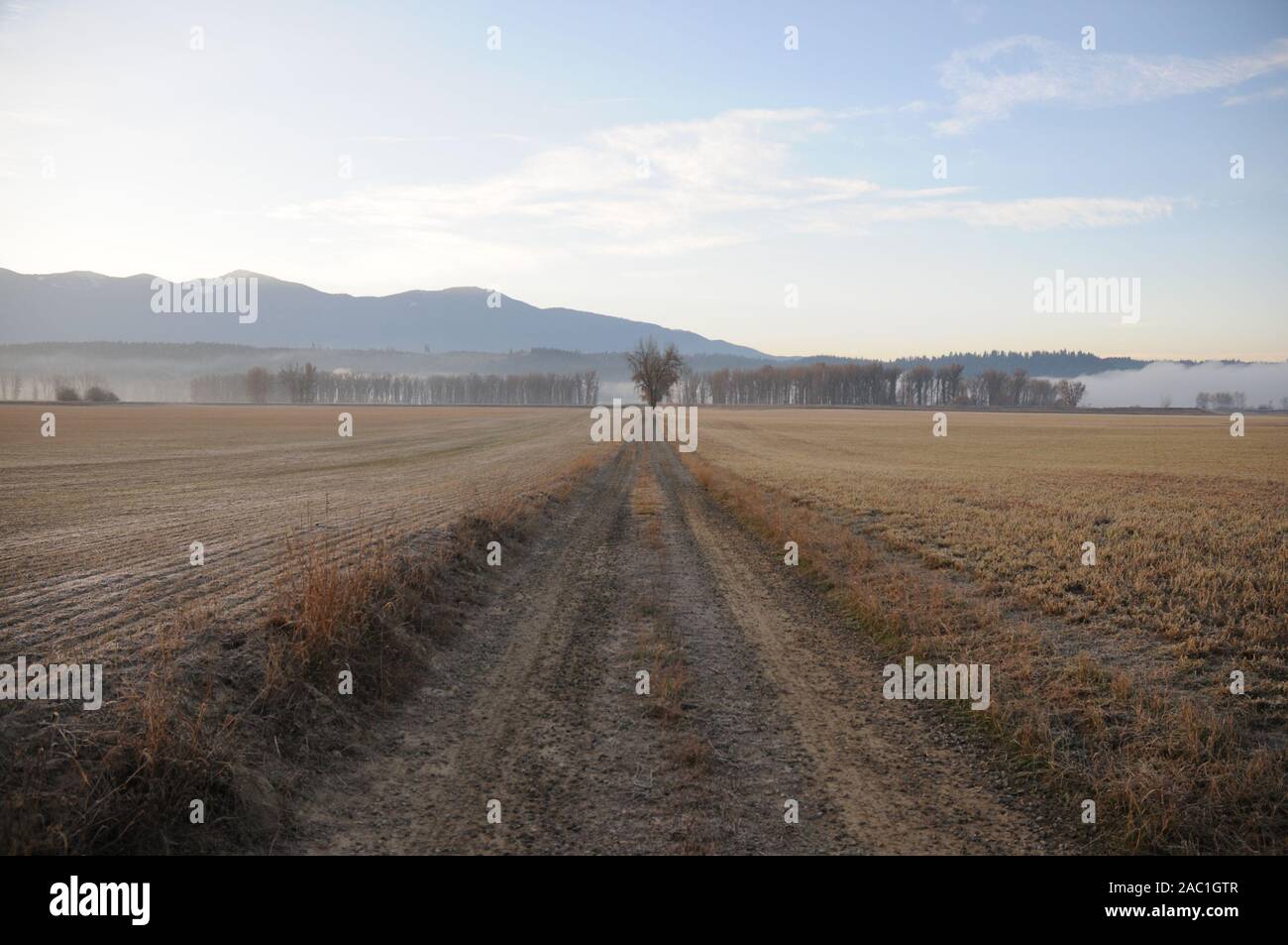 Road leading to tree in open field Stock Photo