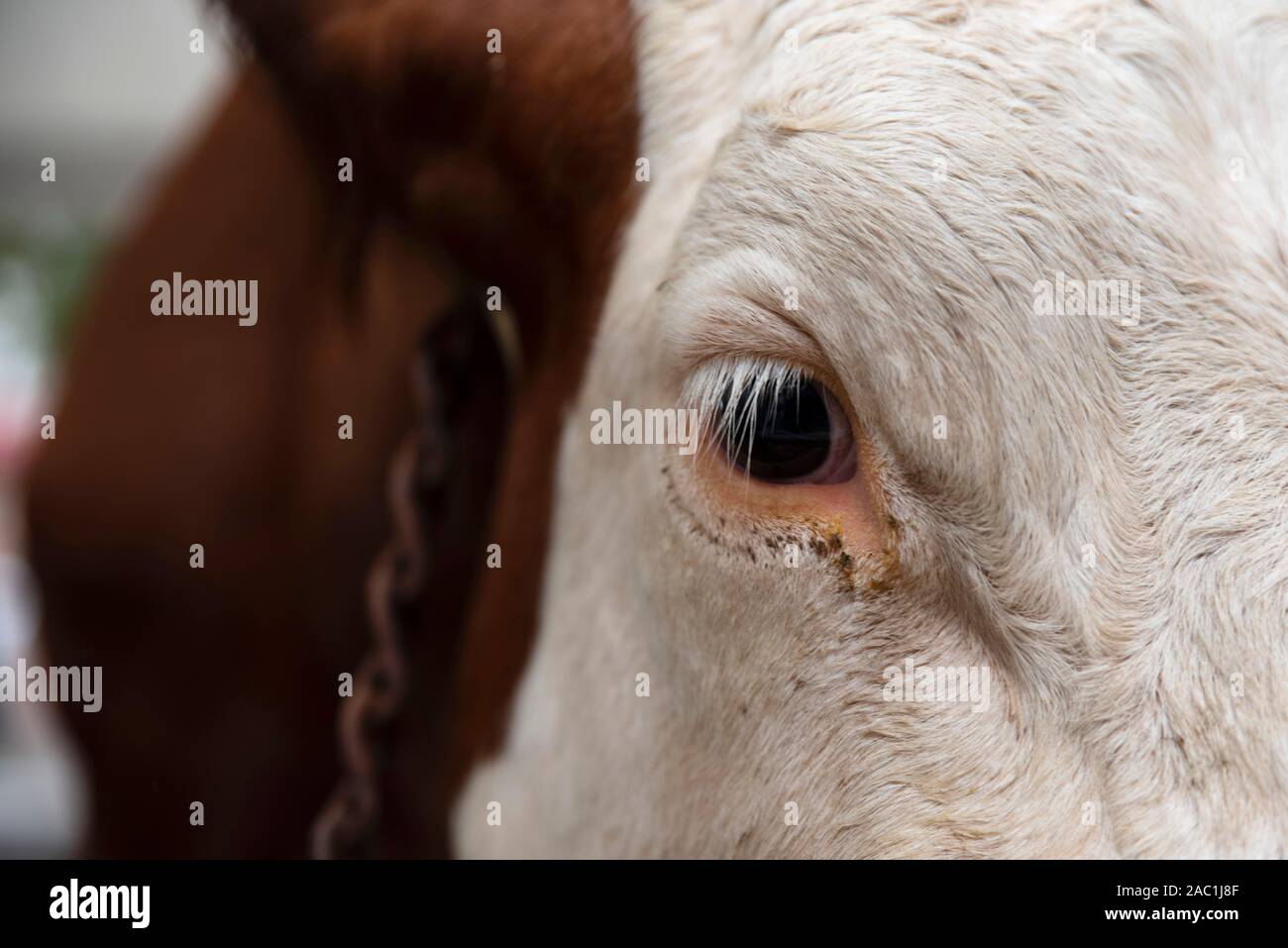 Cow face close up hi-res stock photography and images - Alamy