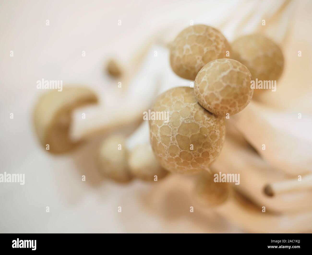 Shimeji mushrooms Stock Photo