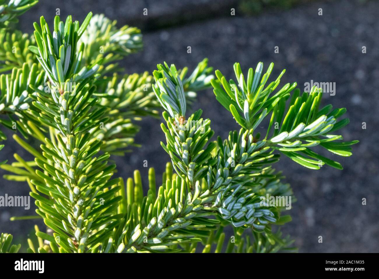 Detailed view of young twigs of Korean fir (Abies koreana) during springtime. Beautiful soft silvery green colored needles. Stock Photo