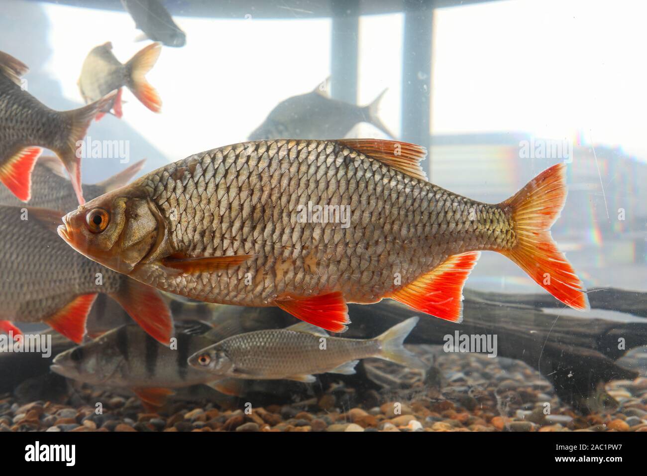 Common roach - Rutilus rutilus - in a fish tank with other fish Stock Photo