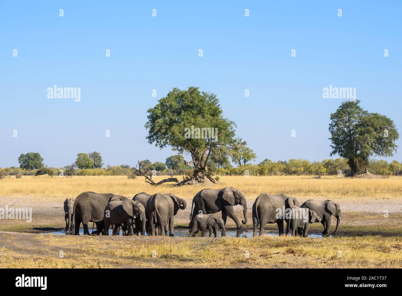 Herd of African Elephant, Loxodonta africana, at a waterhole, Bushman Plains, Okavanago Delta, Botswana Stock Photo