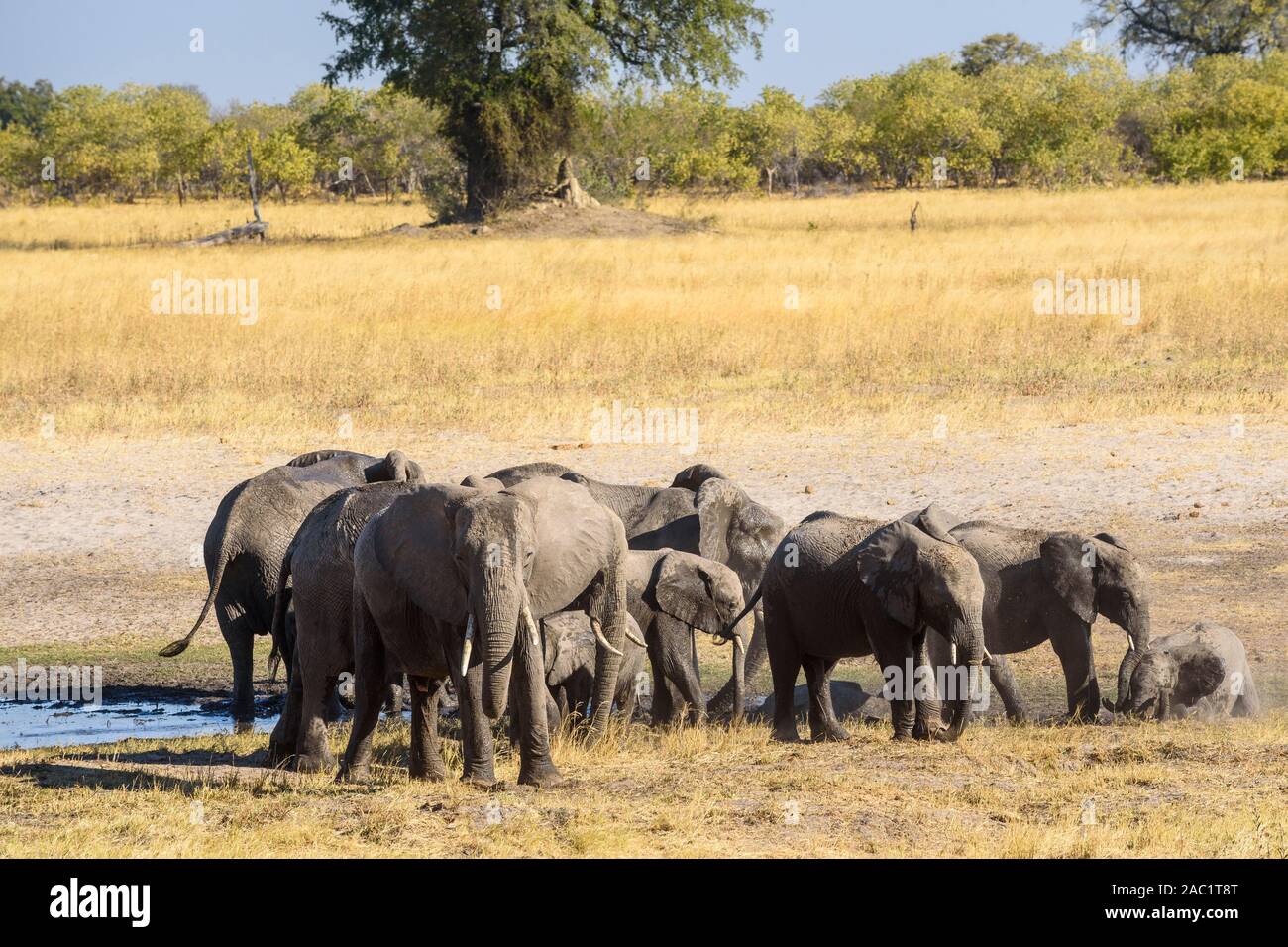 Herd of African Elephant, Loxodonta africana, at a waterhole, Bushman Plains, Okavanago Delta, Botswana Stock Photo