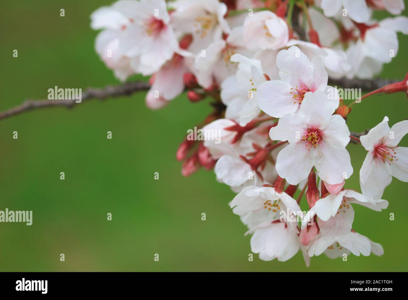 Cherry blossoms blooming in spring in Japan Stock Photo - Alamy