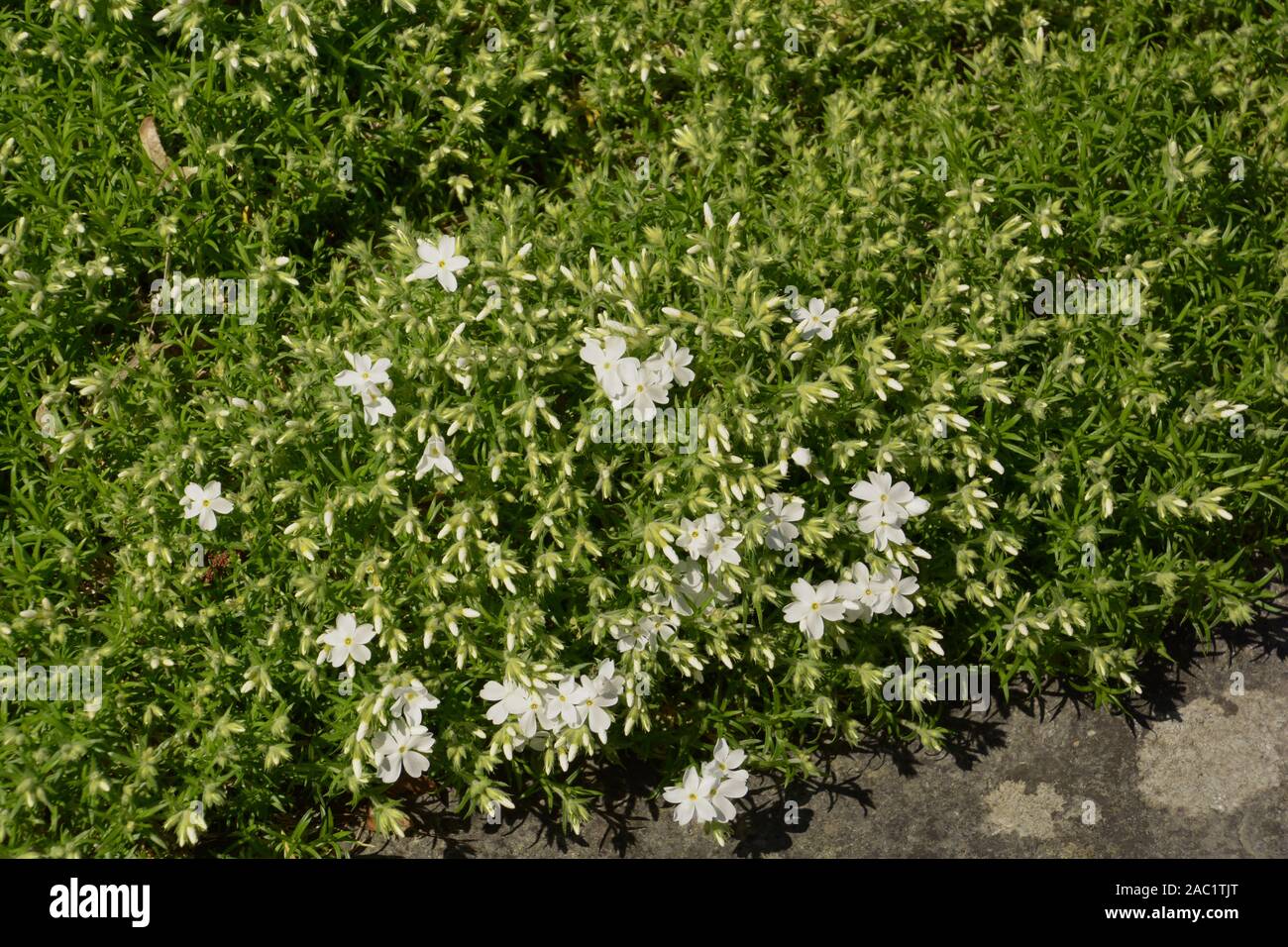 creeping phlox or phlox subulata with new shoots in early spring, white delight phlox in bloom Stock Photo