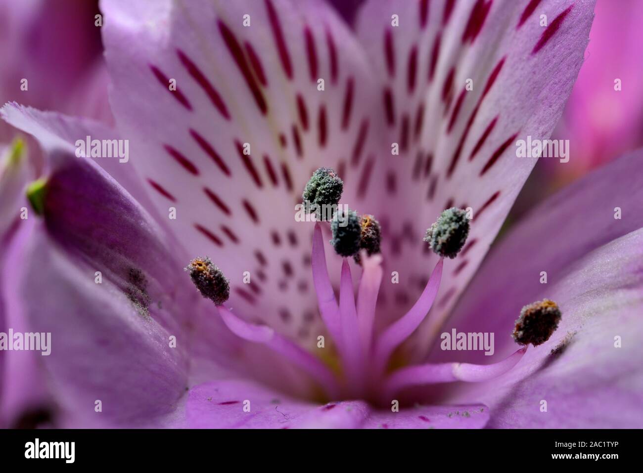Purple Alstroemeria,Peruvian Lilly,Lilly of the incas,Alstroemeria pelegrina,Alstroemeriaceae, Stock Photo