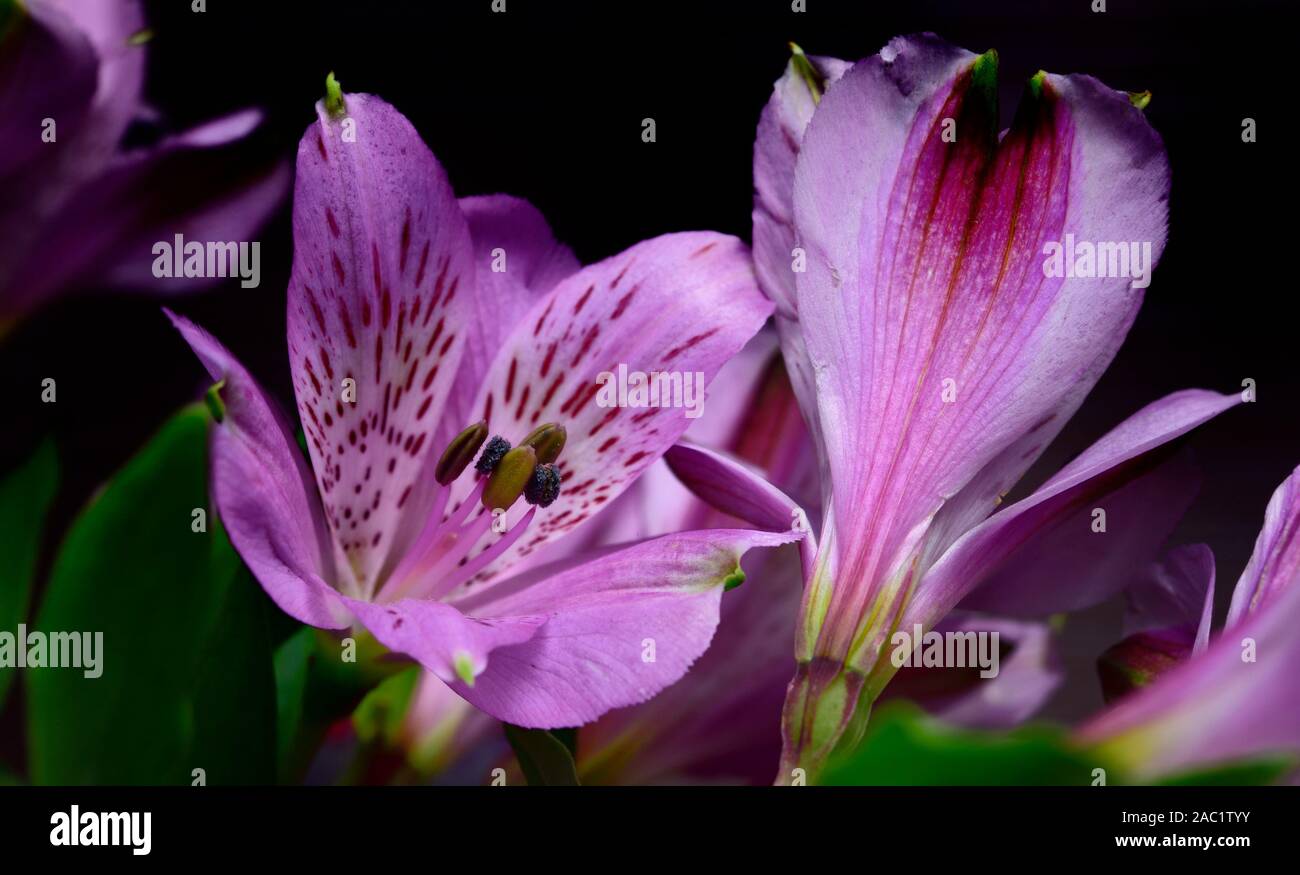 Purple Alstroemeria,Peruvian Lilly,Lilly of the incas,Alstroemeria pelegrina,Alstroemeriaceae, Stock Photo