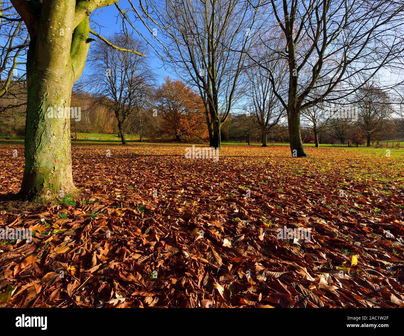 Autumn leaves on the ground,Bramcote hills park,Nottingham,England,UK Stock Photo