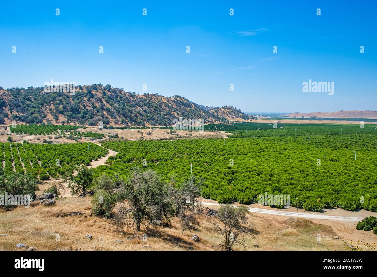 Orange groves hires stock photography and images Alamy