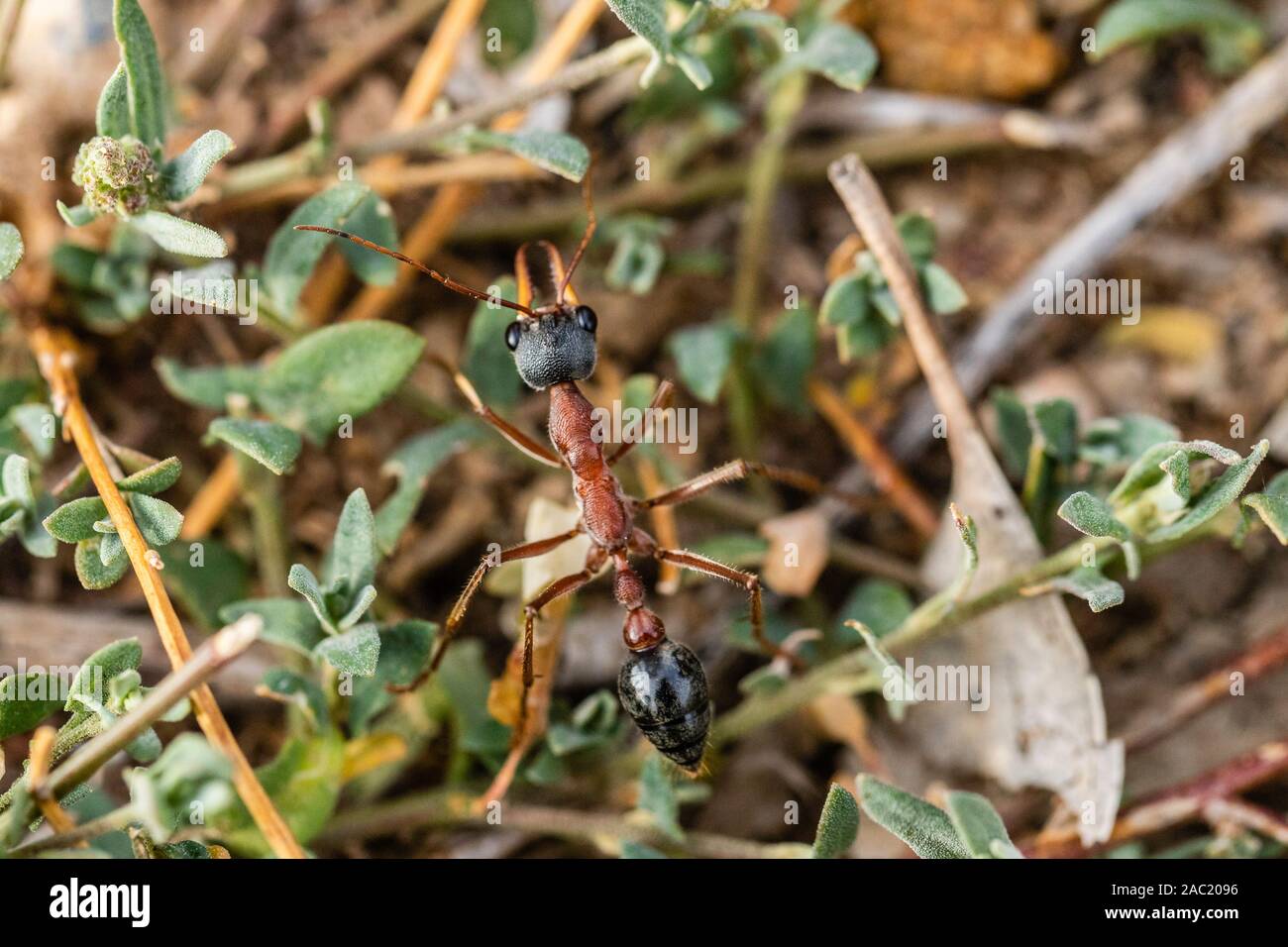 Black headed bull ant hi-res stock photography and images - Alamy