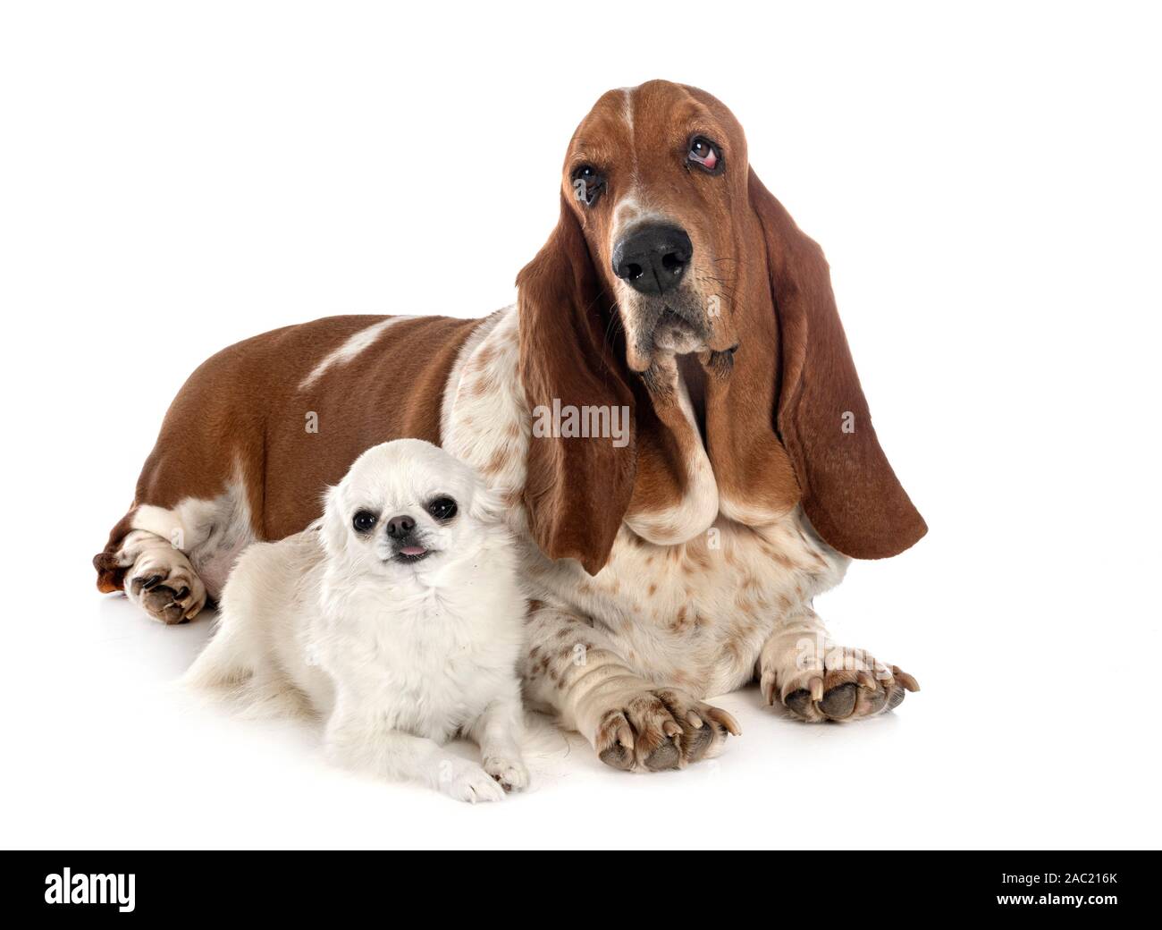 basset hound and chihuahua in front of white background Stock Photo