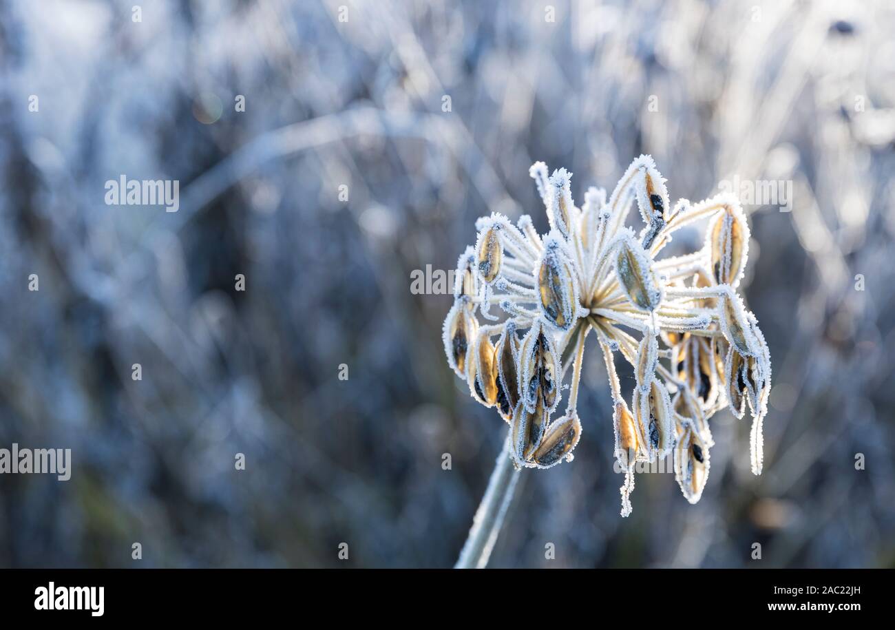 Ware, United Kingdom. 30 November, 2019 Pictured: Winter sun lights up a flower head frozen in the hard frost that occurred overnight in Thundridge near Ware. Credit: Rich Dyson/Alamy Live News Stock Photo