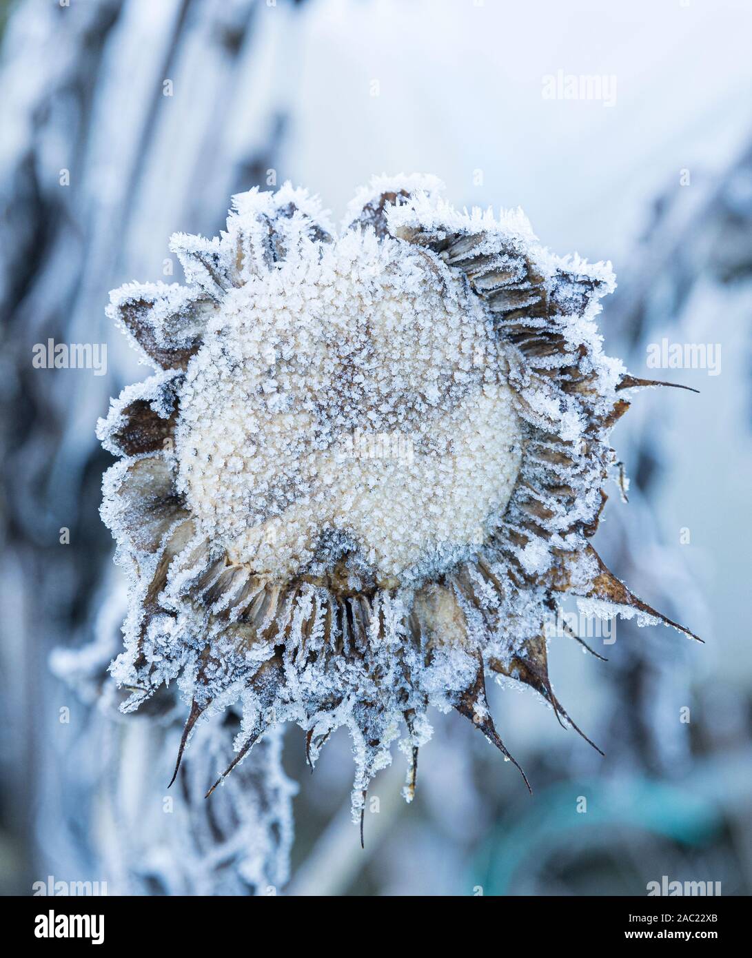 Ware, United Kingdom. 30 November, 2019 Pictured: Winter sun lights up a sunflower head that has been frozen in the hard frost that occurred overnight in Thundridge near Ware. Credit: Rich Dyson/Alamy Live News Stock Photo
