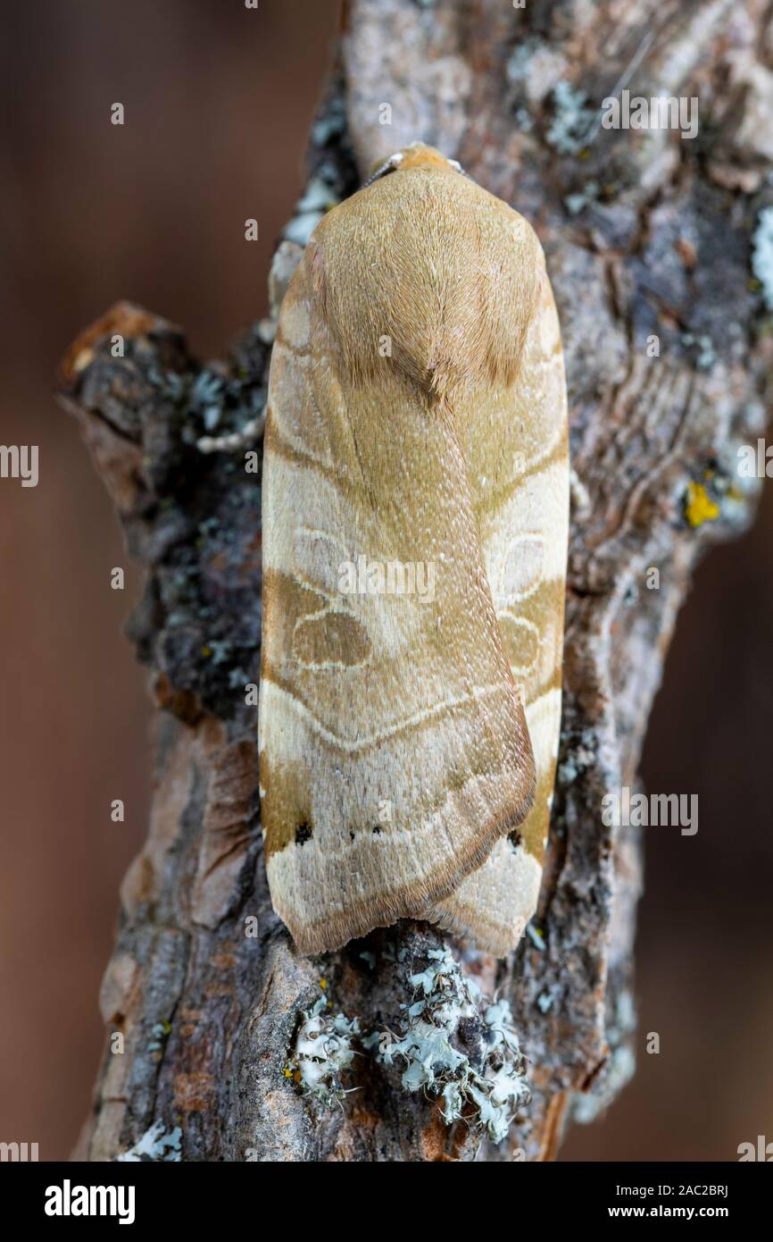 The owl moth, Noctua fimbriata, rests on the tree branch. Leon, Spain Stock Photo